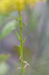 Low pinebarren milkwort